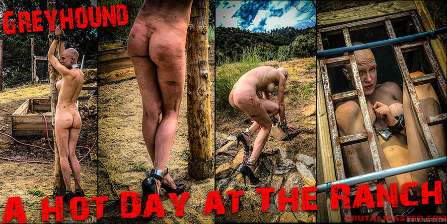 Greyhound - A Hot Day At The Ranch