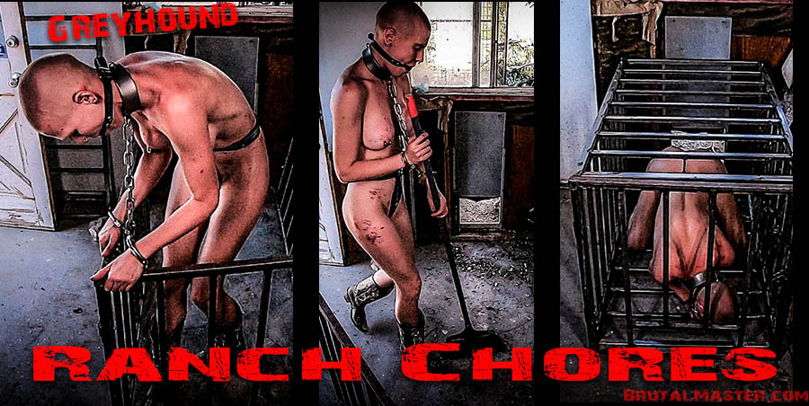 Greyhound - Ranch Chores