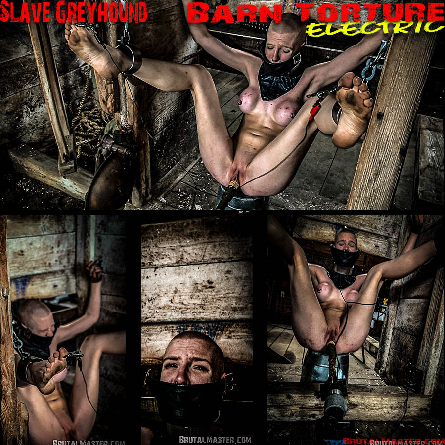 Slave Greyhound - Barn Electric Torture