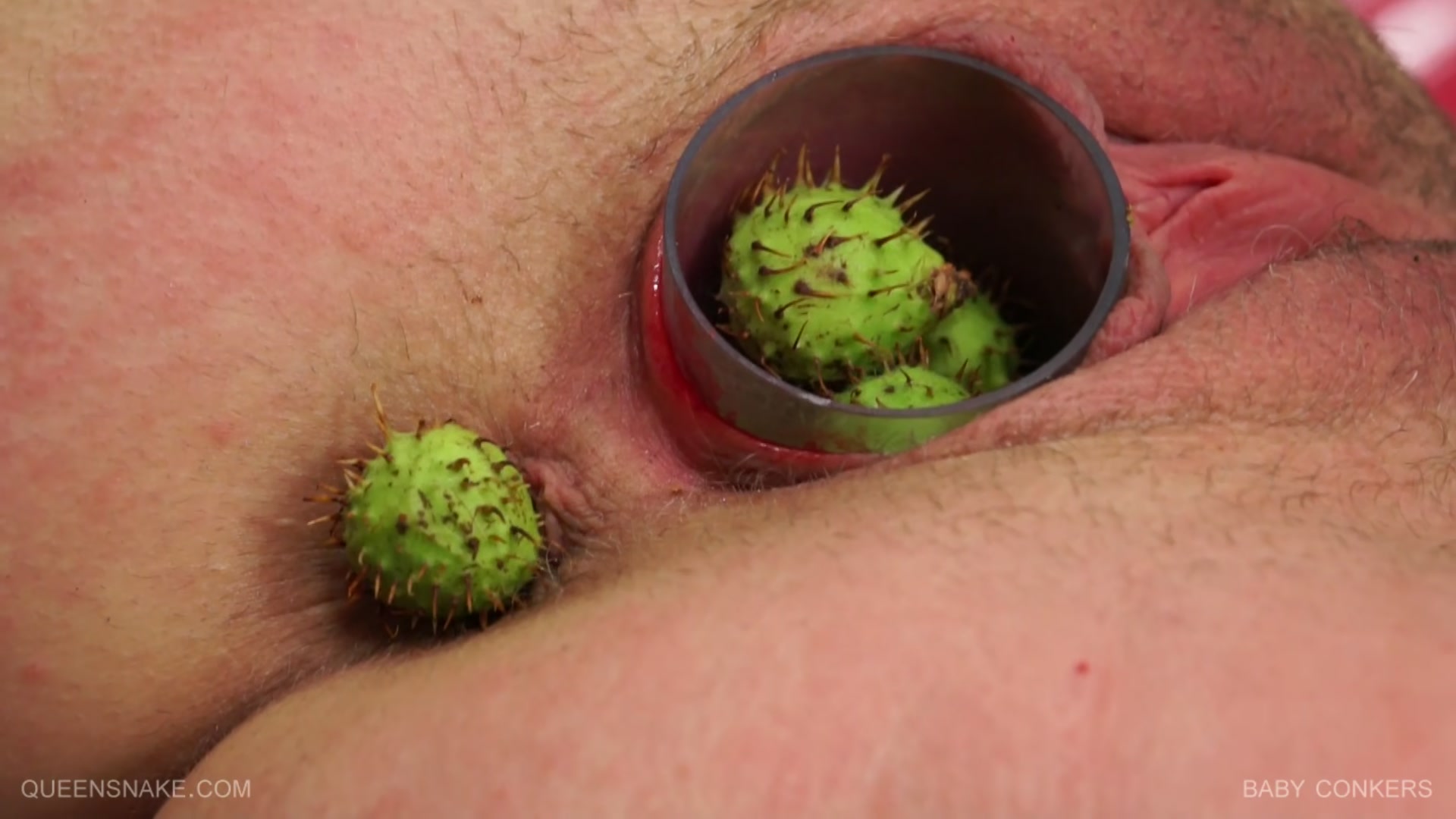 Baby Conkers