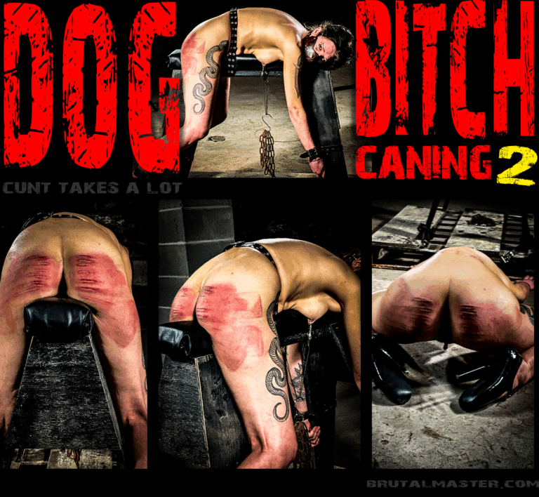 Dog | Bitch Caning 2