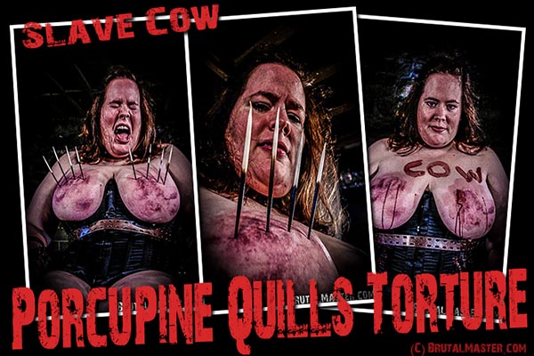 Slave Cow - Porcupine Quills Torture