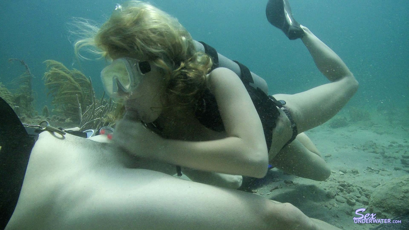 Saltwater Cock