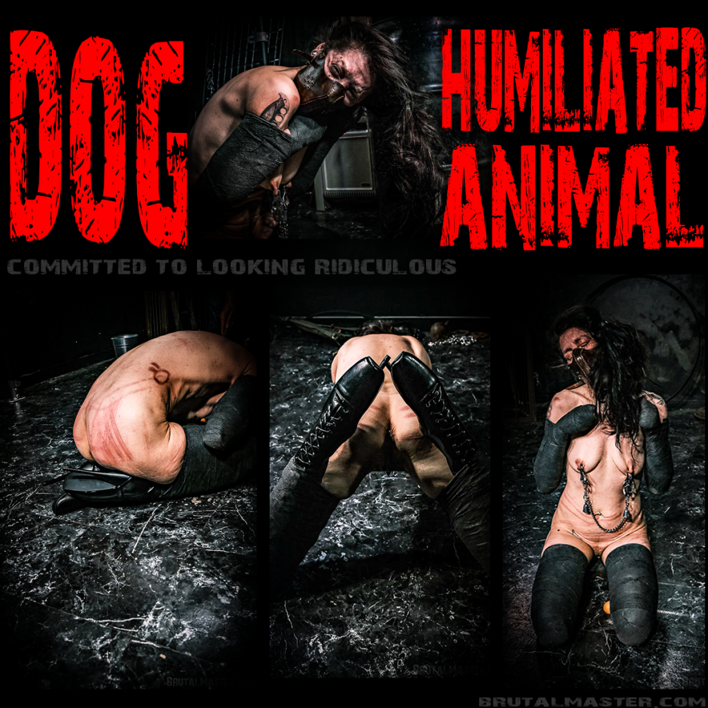 Dog - Humiliated Animal