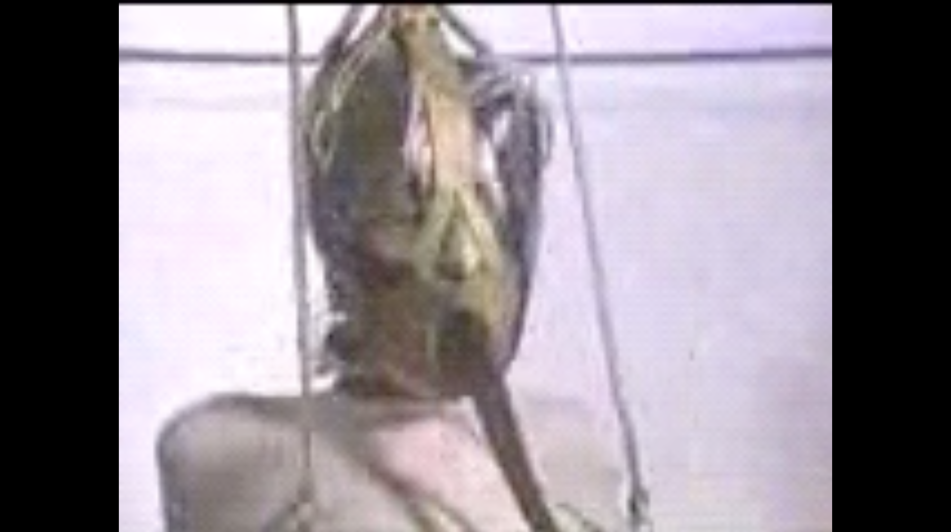 INFLO [LiveShowScanFeed 9/15/97]