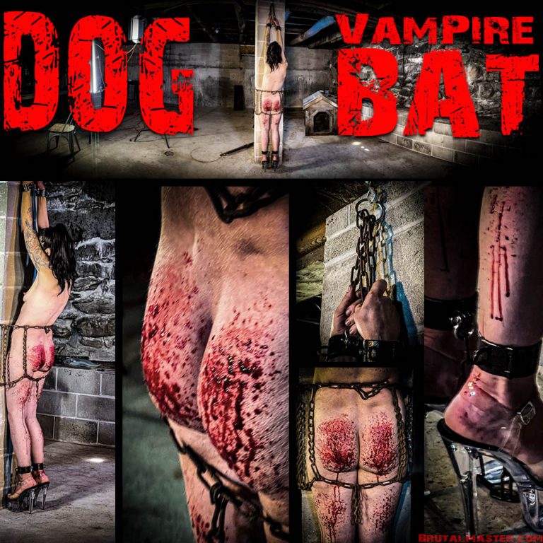 Dog - The Vampire Bat