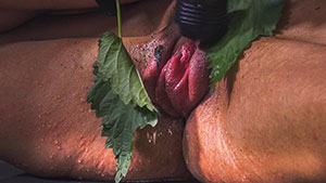 PUMP UP THE NETTLE - QUEENSNAKE