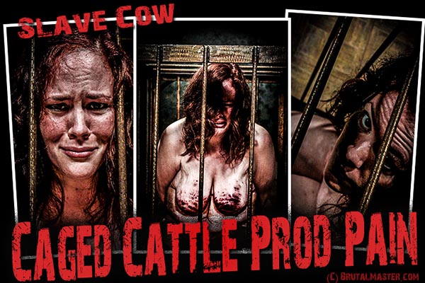 Slave Cow - Caged Cattle Prod Pain