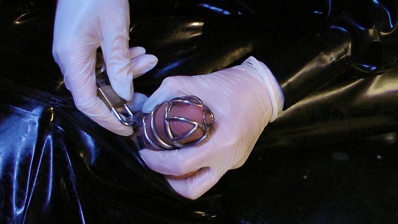 Lady Letizia - Locked up after Milking