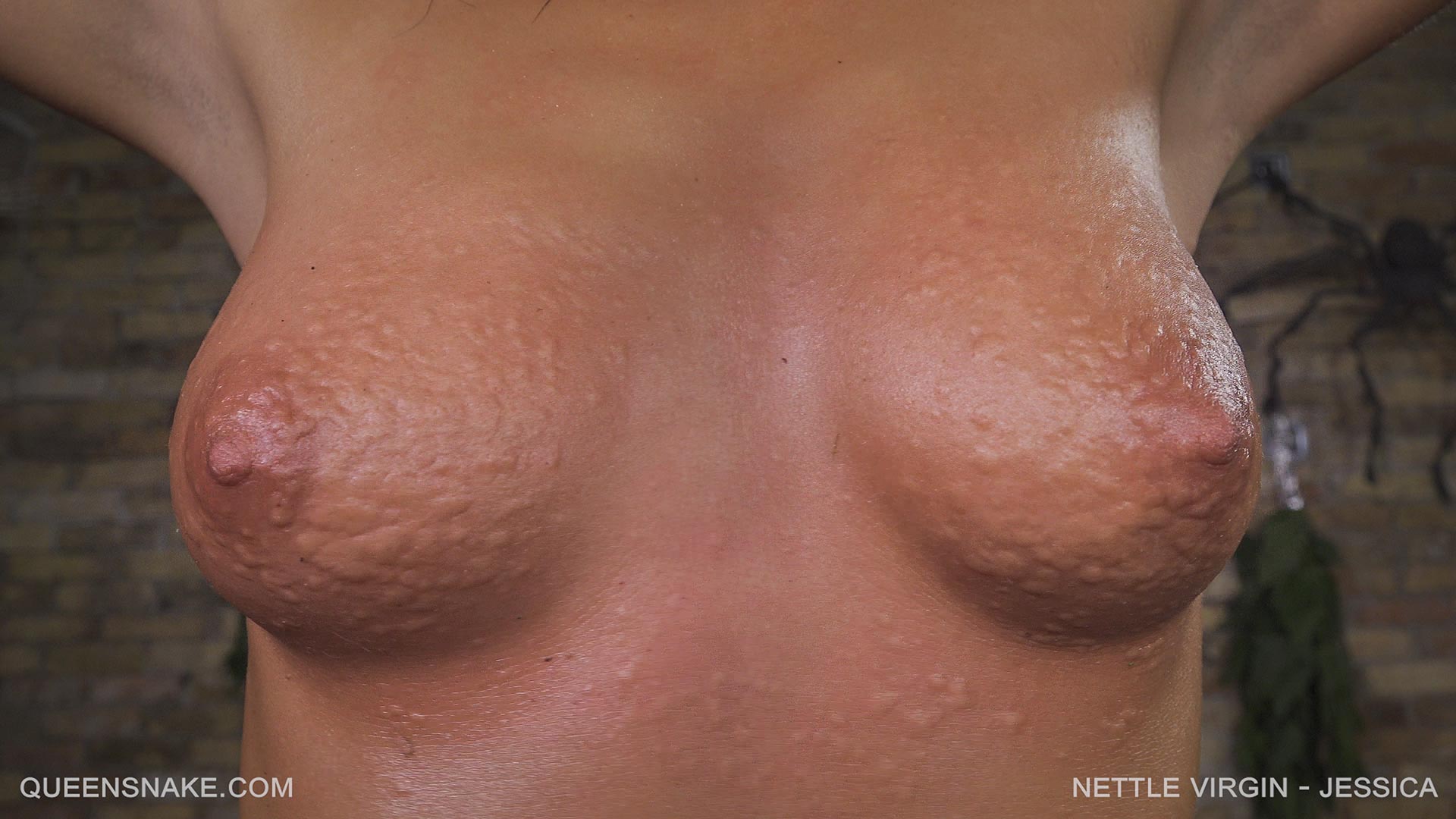 NETTLE-VIRGIN - JESSICA