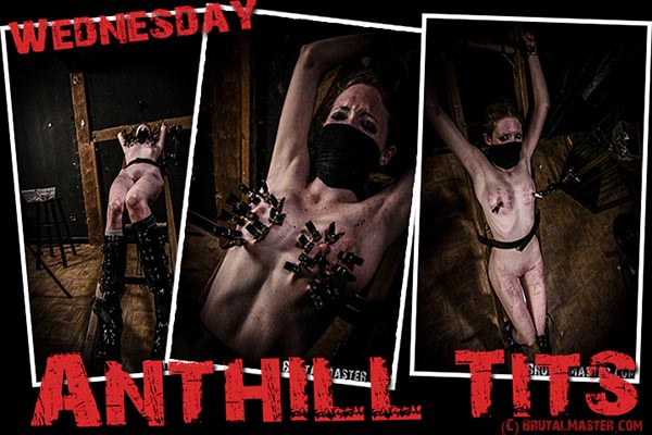 Wednesday - Anthill Tits