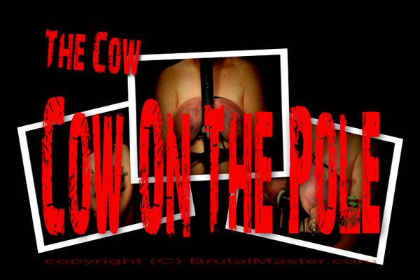 The Cow - On the Pole