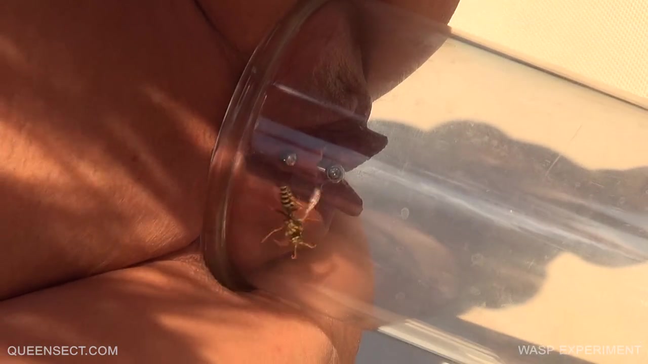 WASP EXPERIMENT