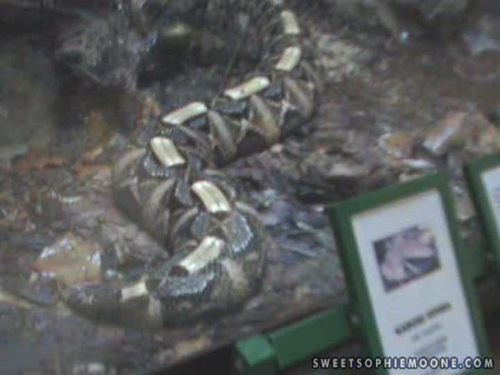 In the Zoo