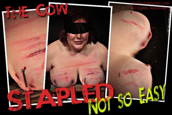 Slave Cow - Stapled Not So Easy
