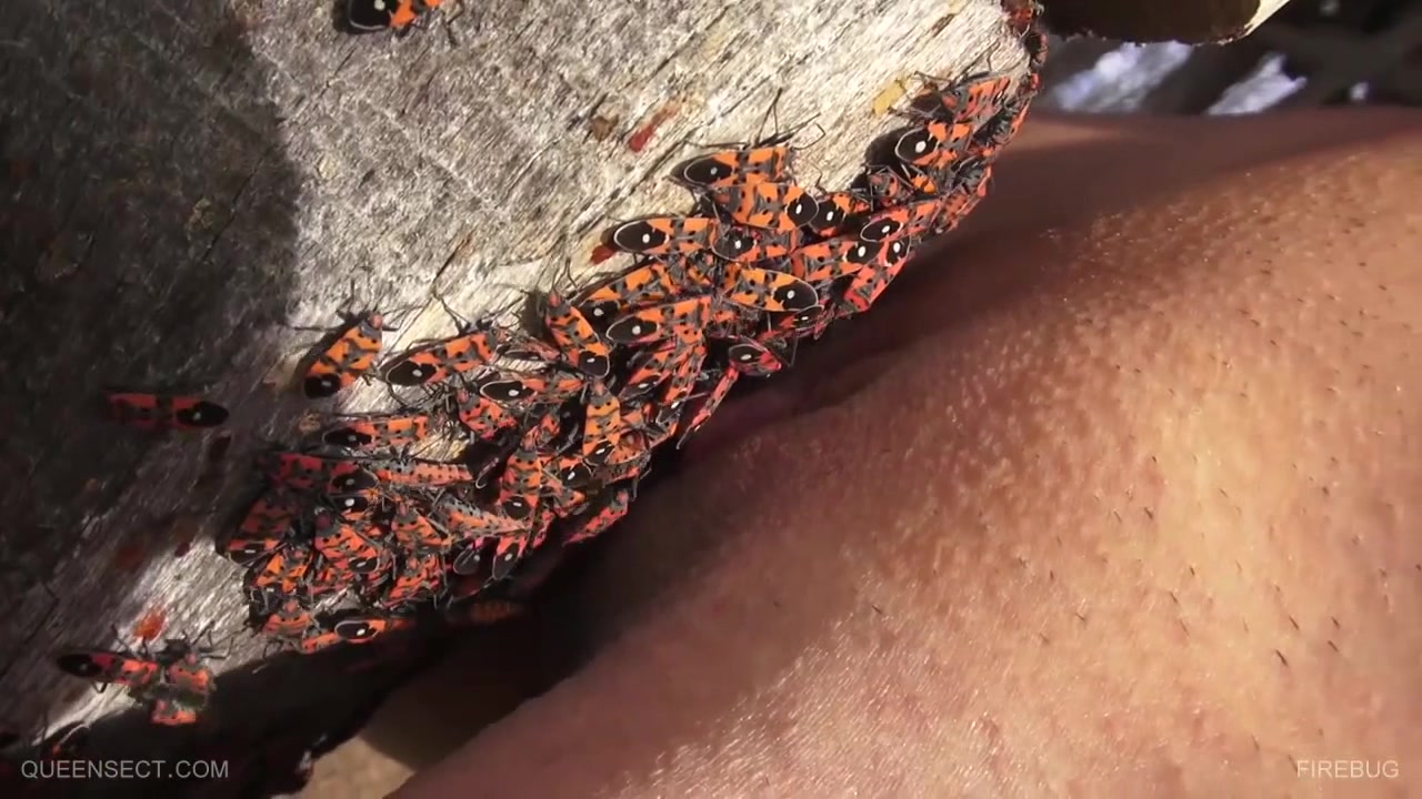 FIREBUG