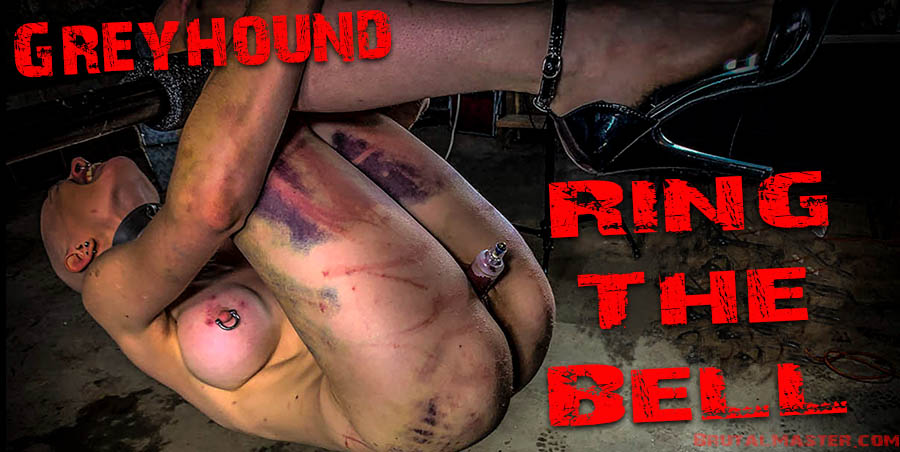 Greyhound - Ring The Bell