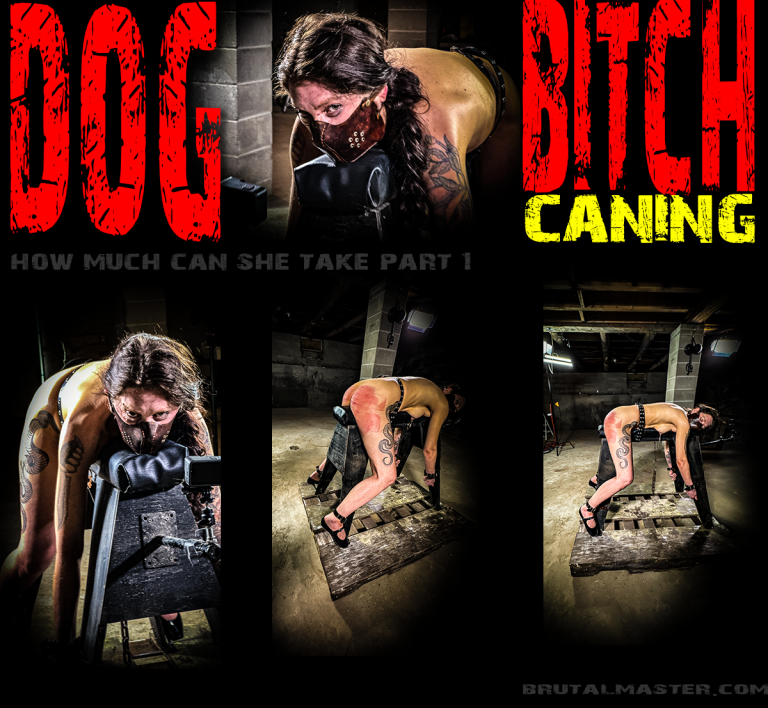 Dog | Bitch Caning