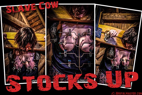 Slave Cow - Stocks Up