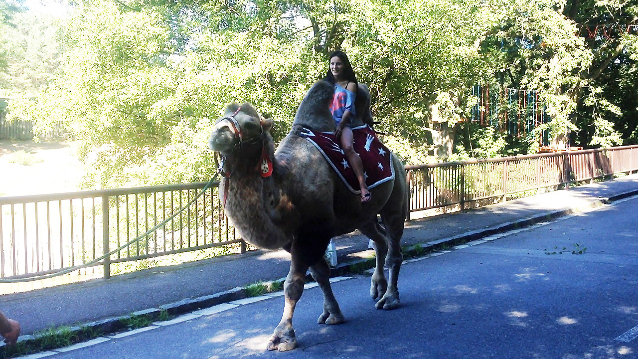 Camel
