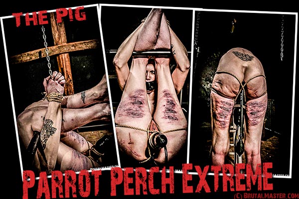 The Pig - Parrot Perch Extreme
