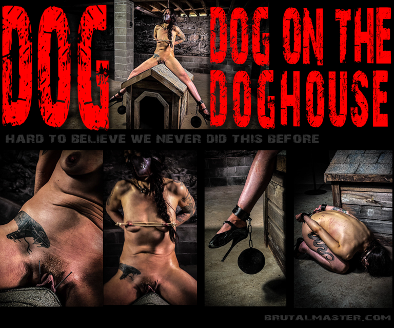 Dog - Dog On The Doghouse