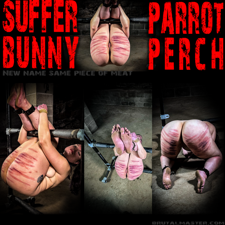SufferBunny - The Parrots Perch