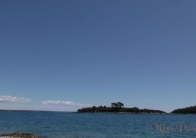 Lollipop Pussy Sucking How Many Licks Does It Take To Get To The Middle Of Miss Pussycats Pussy